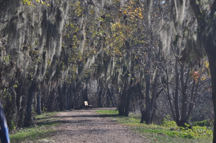 Brazos Bend State Park